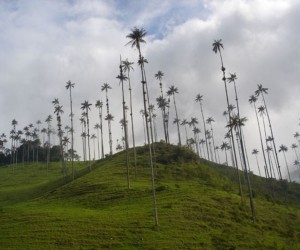 Valle del Cocora Fuente: Uff.Travel