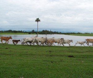 Laguna La Graciela en Aguazul.  Fuente: aguazul-casanare.gov.co